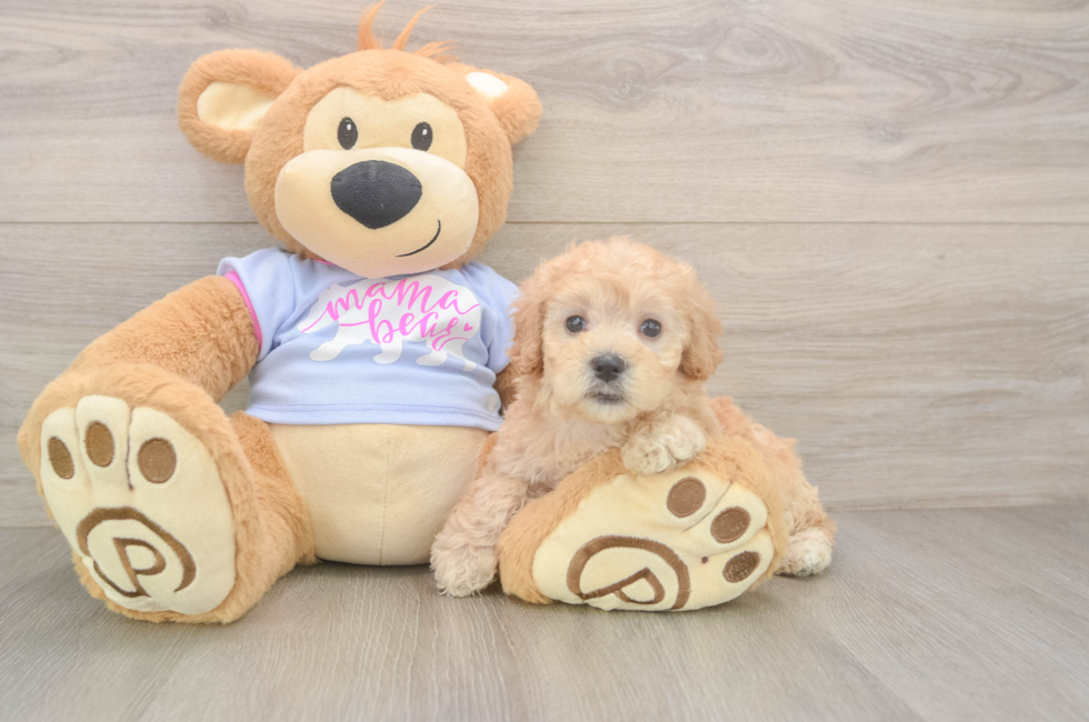 5 week old Maltipoo Puppy For Sale - Simply Southern Pups
