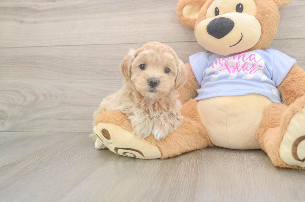 5 week old Maltipoo Puppy For Sale - Simply Southern Pups