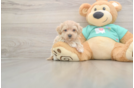 Energetic Moodle Poodle Mix Puppy
