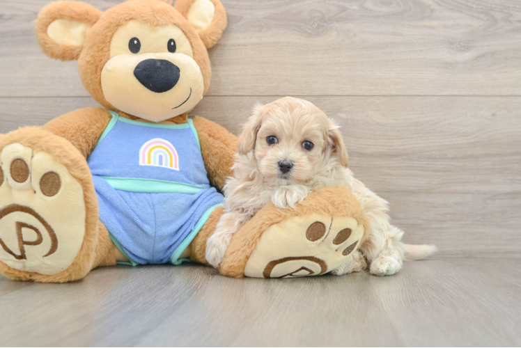 Little Multipoo Poodle Mix Puppy