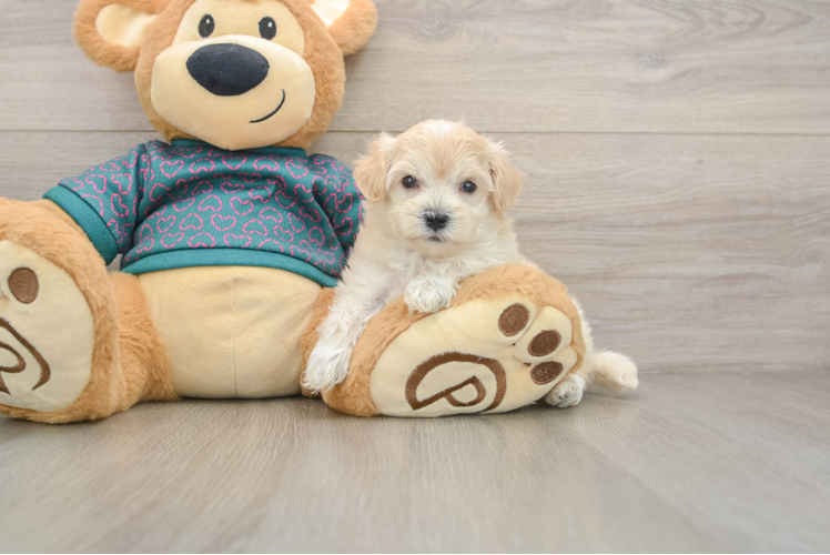 Funny Maltipoo Poodle Mix Pup