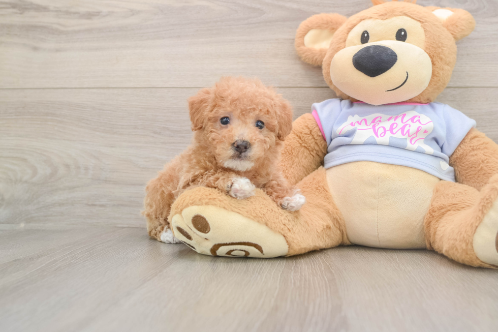 Maltipoo Pup Being Cute