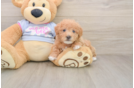 Funny Maltipoo Poodle Mix Pup