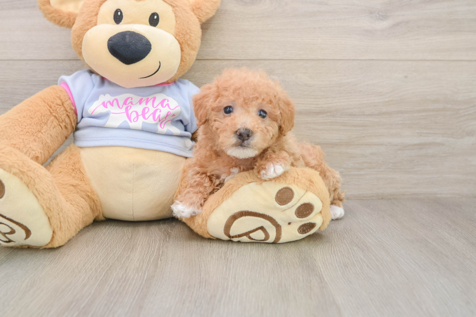 Funny Maltipoo Poodle Mix Pup