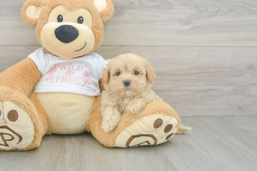 6 week old Maltipoo Puppy For Sale - Simply Southern Pups