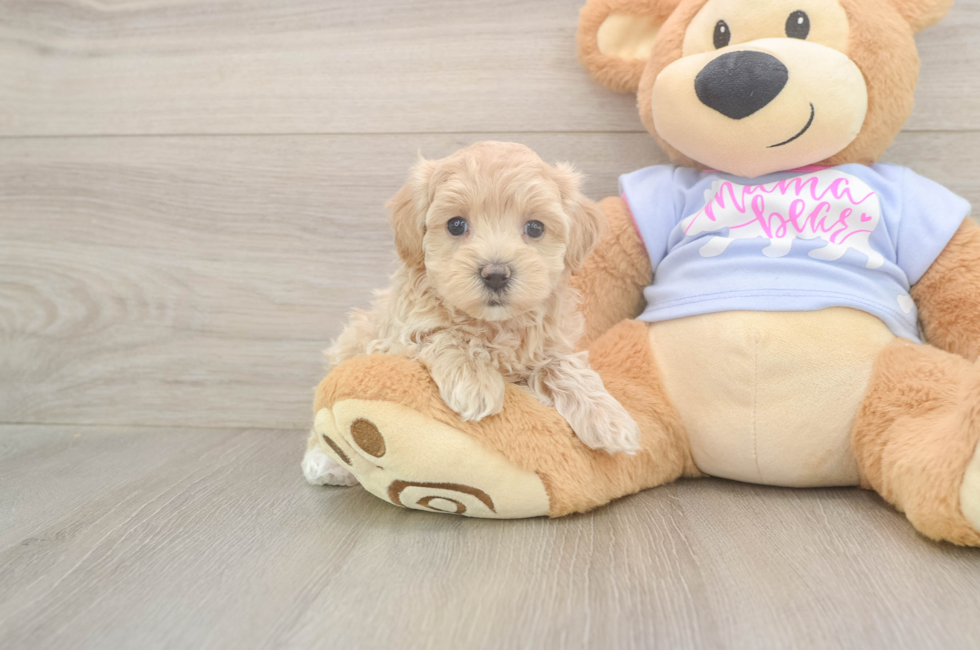 5 week old Maltipoo Puppy For Sale - Simply Southern Pups