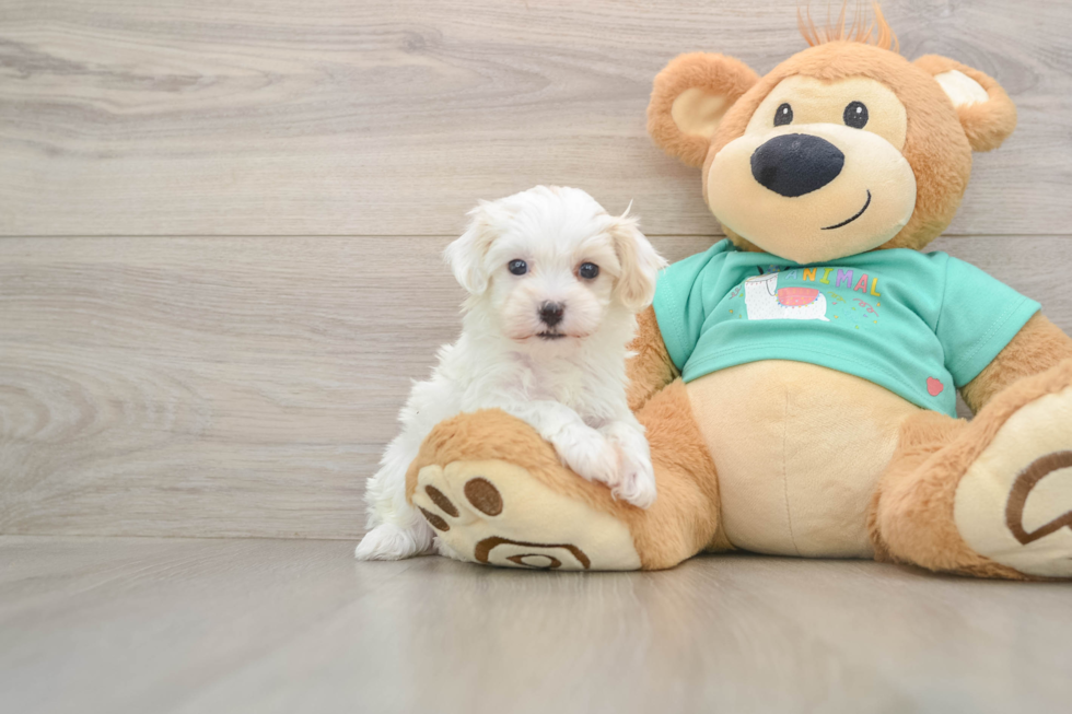 Playful Maltidoodle Poodle Mix Puppy