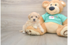 Best Maltipoo Baby
