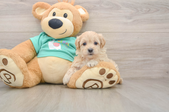 Maltipoo Puppy for Adoption
