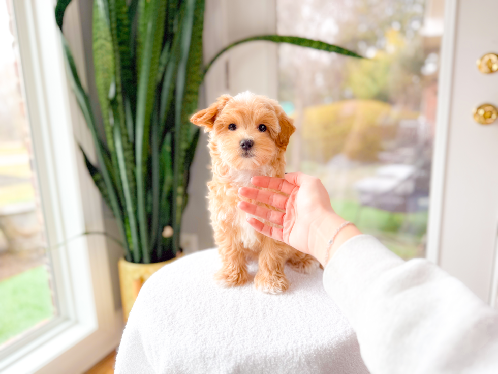 Maltipoo Puppy for Adoption