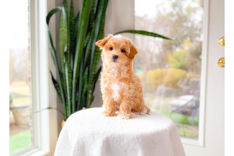 Maltipoo Puppy for Adoption