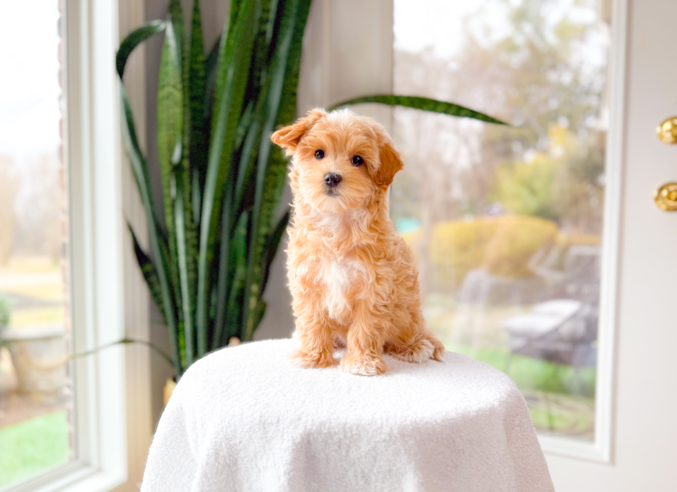 Maltipoo Puppy for Adoption