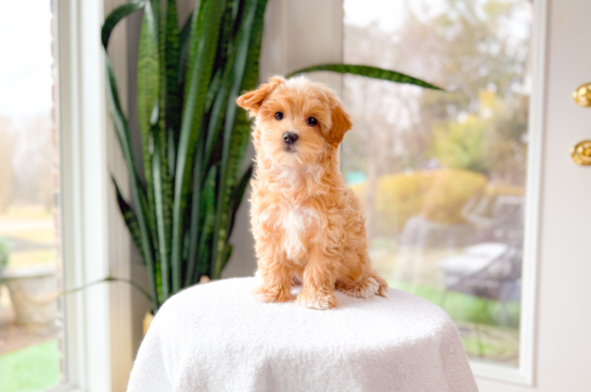 Maltipoo Puppy for Adoption