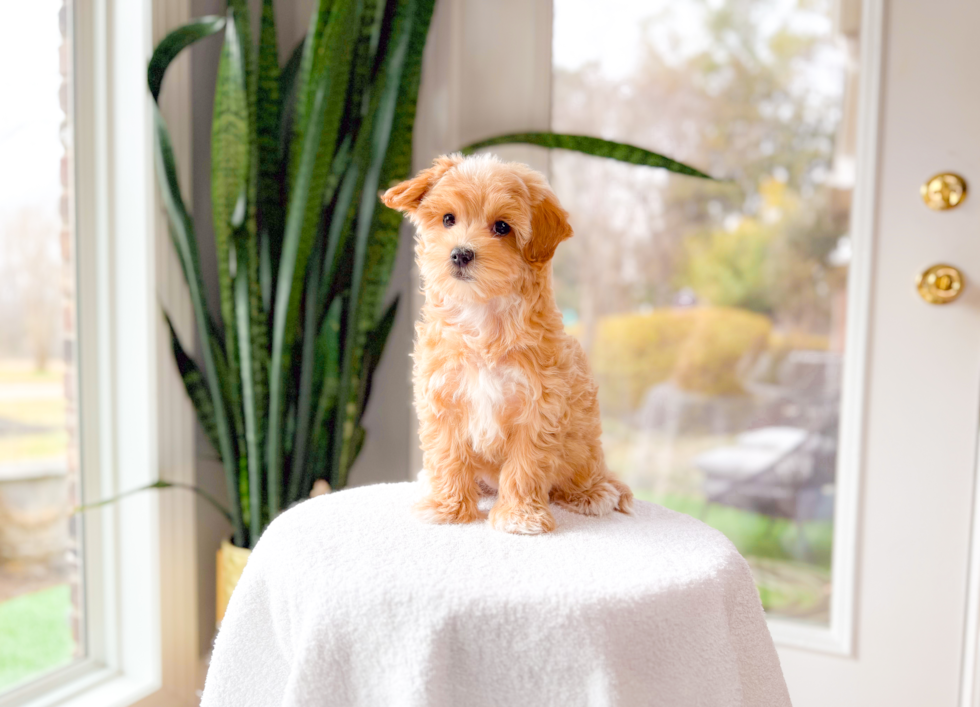 Maltipoo Pup Being Cute