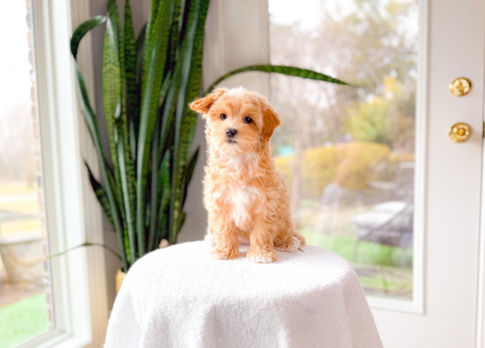 Cute Malt a Poo Poodle Mix Puppy