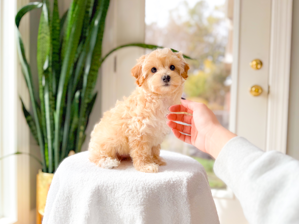 Best Maltipoo Baby