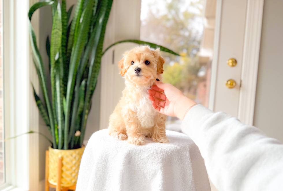 Maltipoo Pup Being Cute