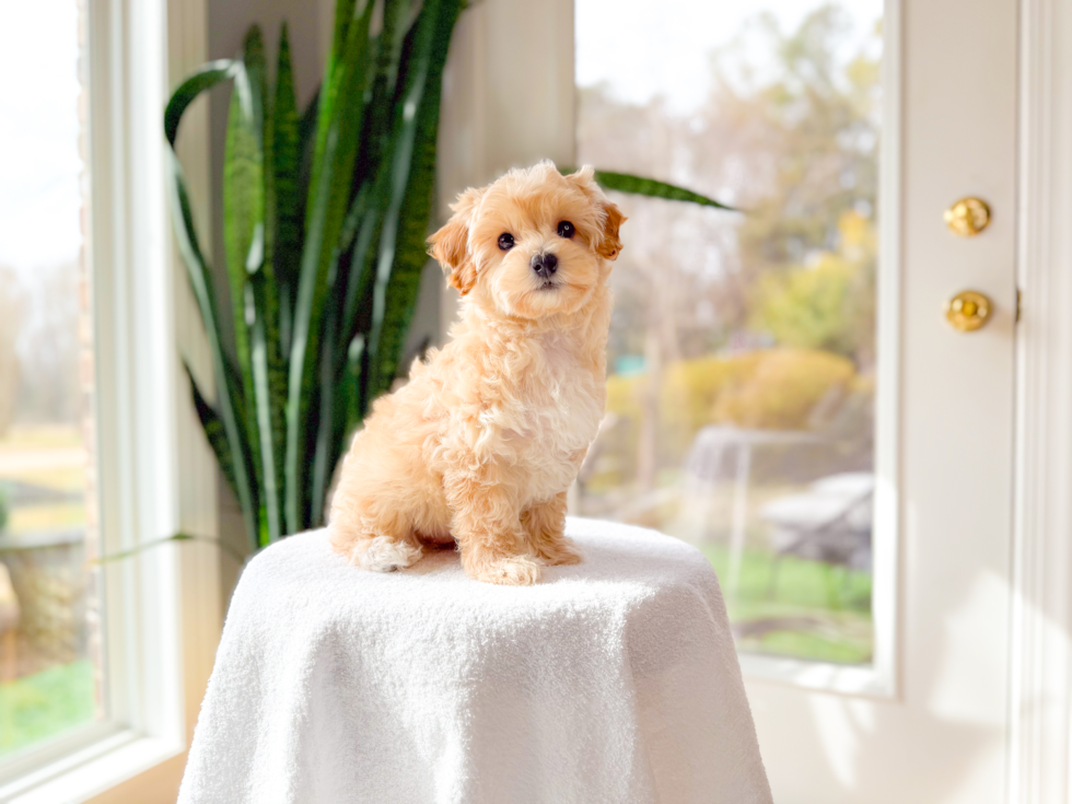 Best Maltipoo Baby