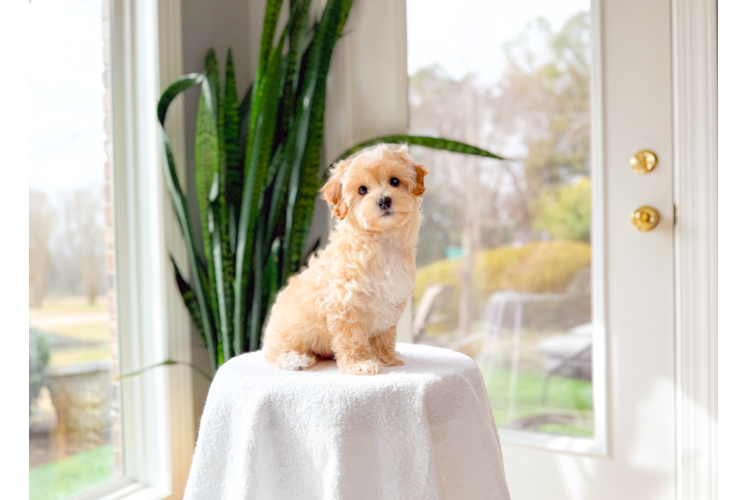 Cute Maltipoo Baby