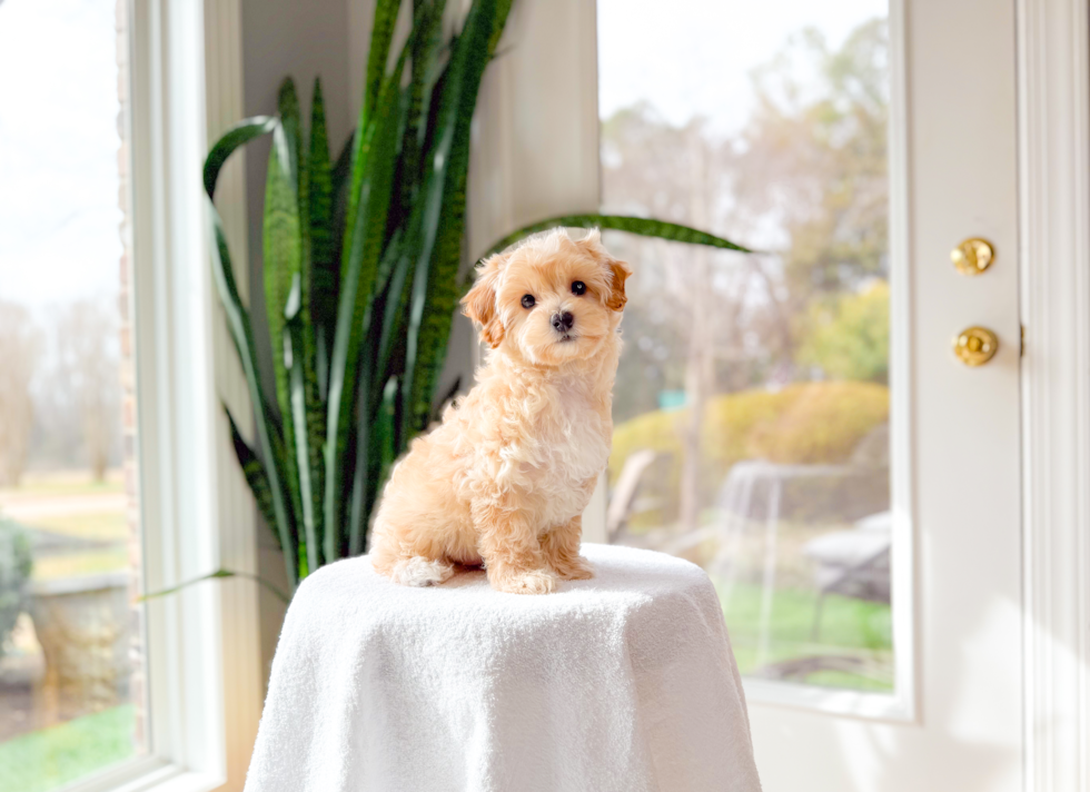 Cute Maltipoo Baby