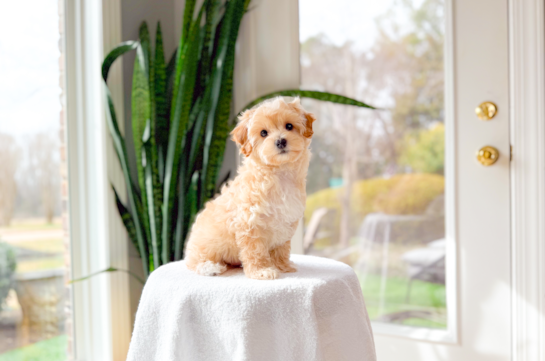 Cute Maltipoo Baby