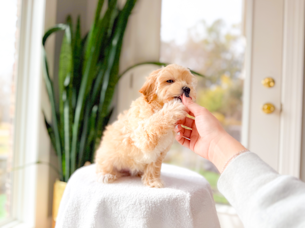 Maltipoo Pup Being Cute