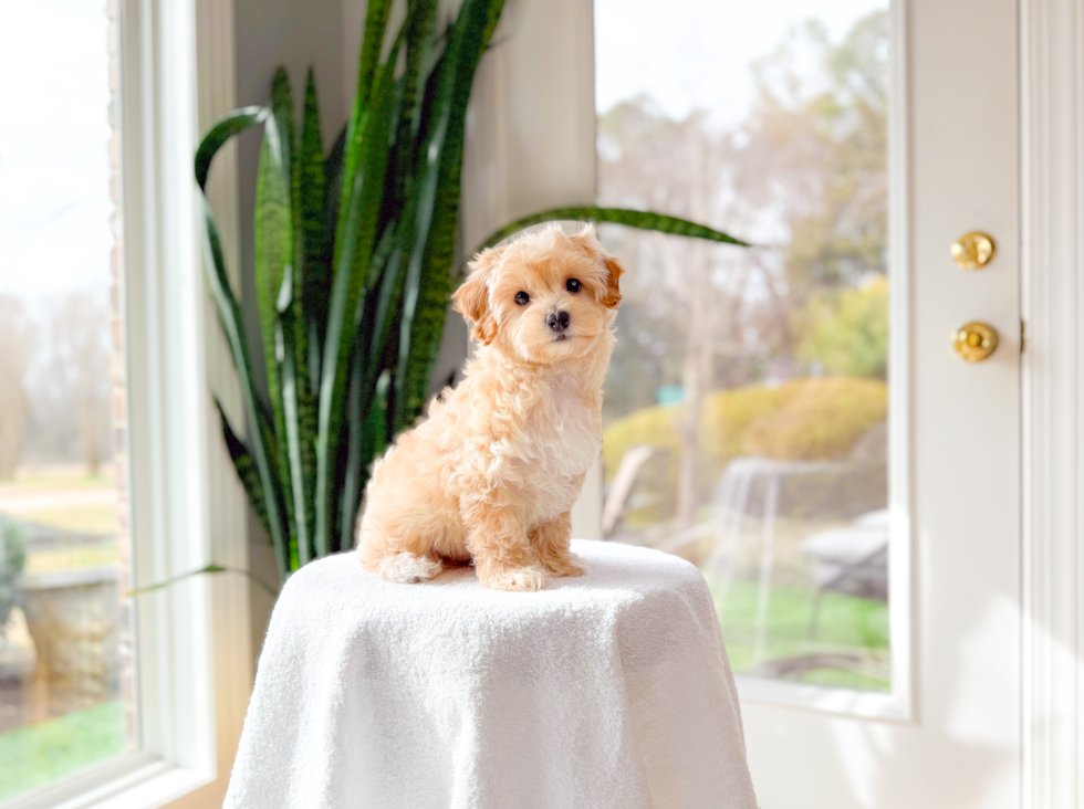 Maltipoo Puppy for Adoption