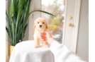 Cute Maltipoo Poodle Mix Pup