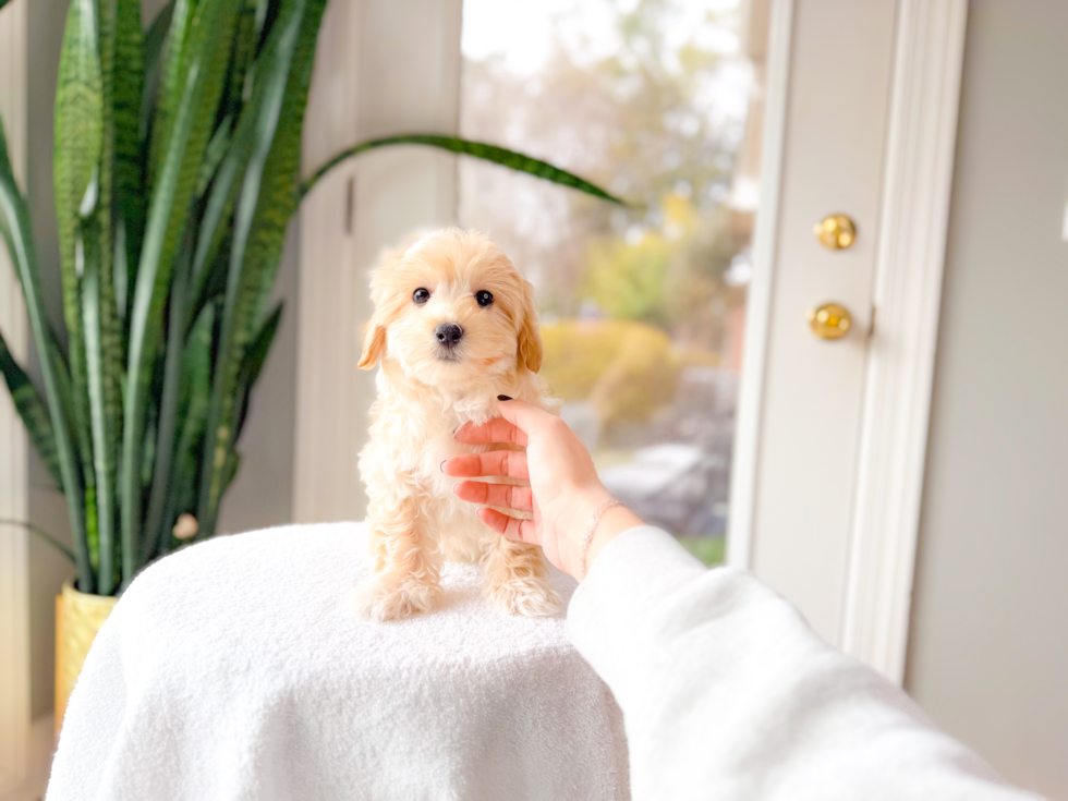 Cute Maltipoo Poodle Mix Pup