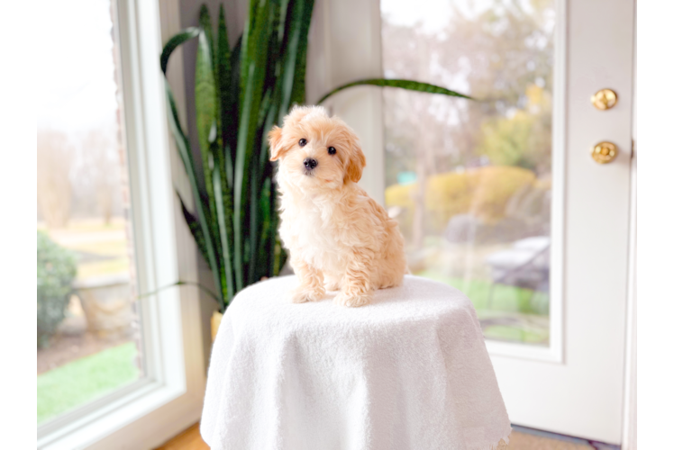 Best Maltipoo Baby