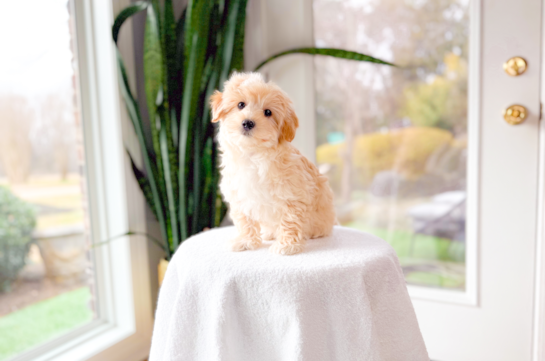 Best Maltipoo Baby