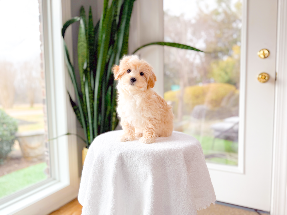 Maltipoo Pup Being Cute