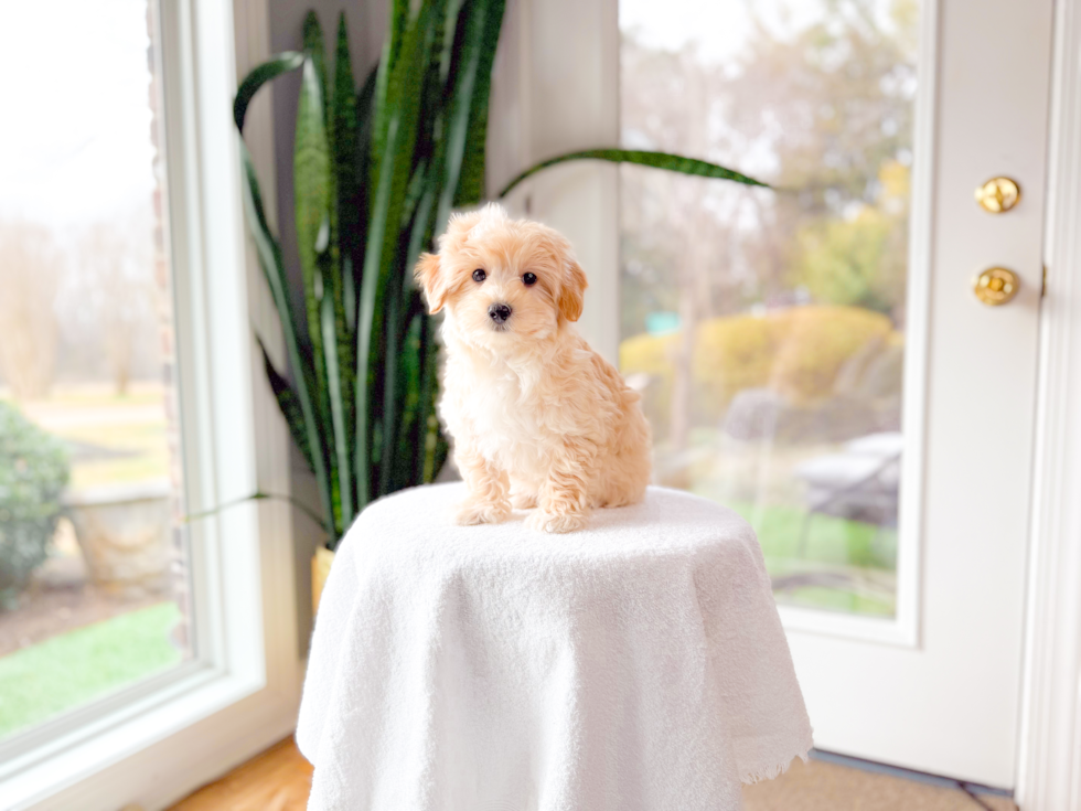 Best Maltipoo Baby