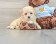 9 week old Maltipoo Puppy For Sale - Simply Southern Pups