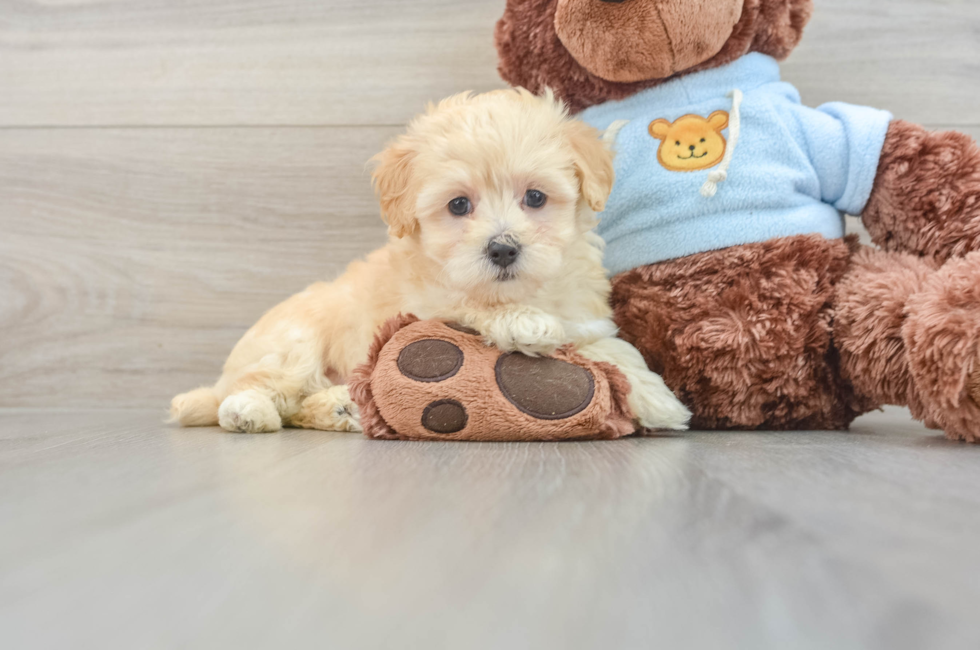 7 week old Maltipoo Puppy For Sale - Simply Southern Pups