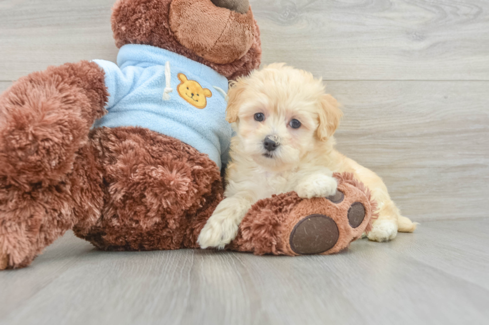 Maltipoo Pup Being Cute