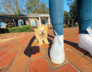 10 week old Maltipoo Puppy For Sale - Simply Southern Pups