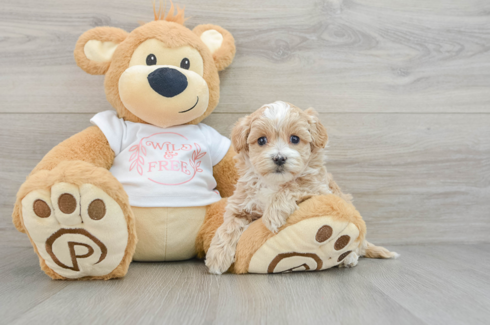 6 week old Maltipoo Puppy For Sale - Simply Southern Pups