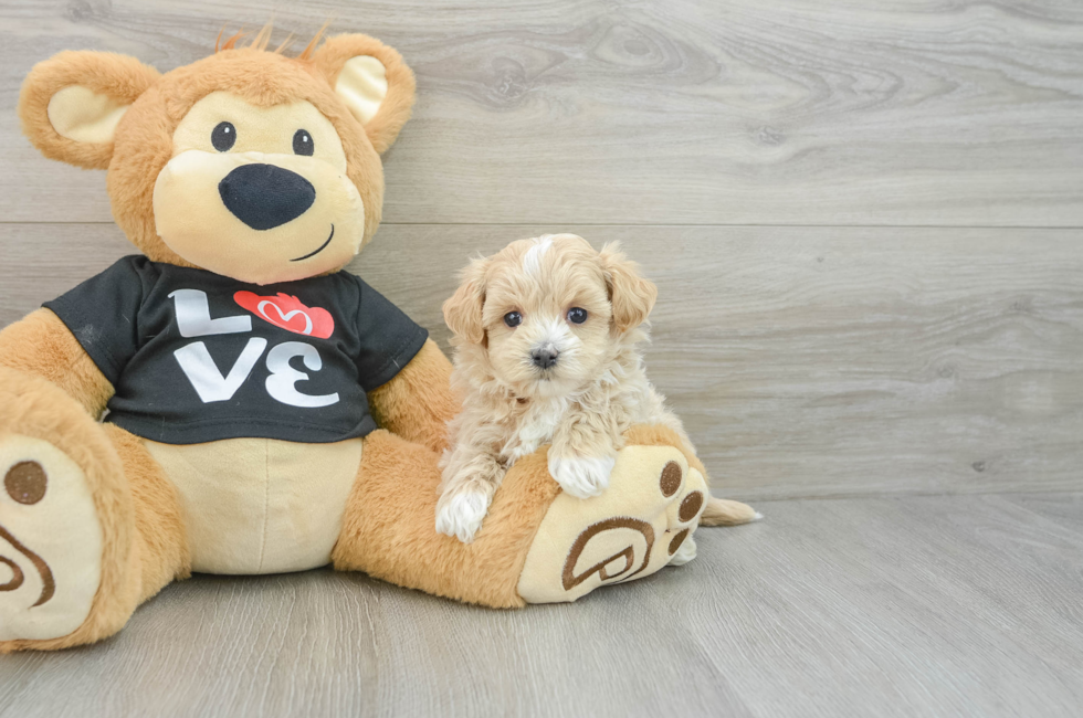 6 week old Maltipoo Puppy For Sale - Simply Southern Pups