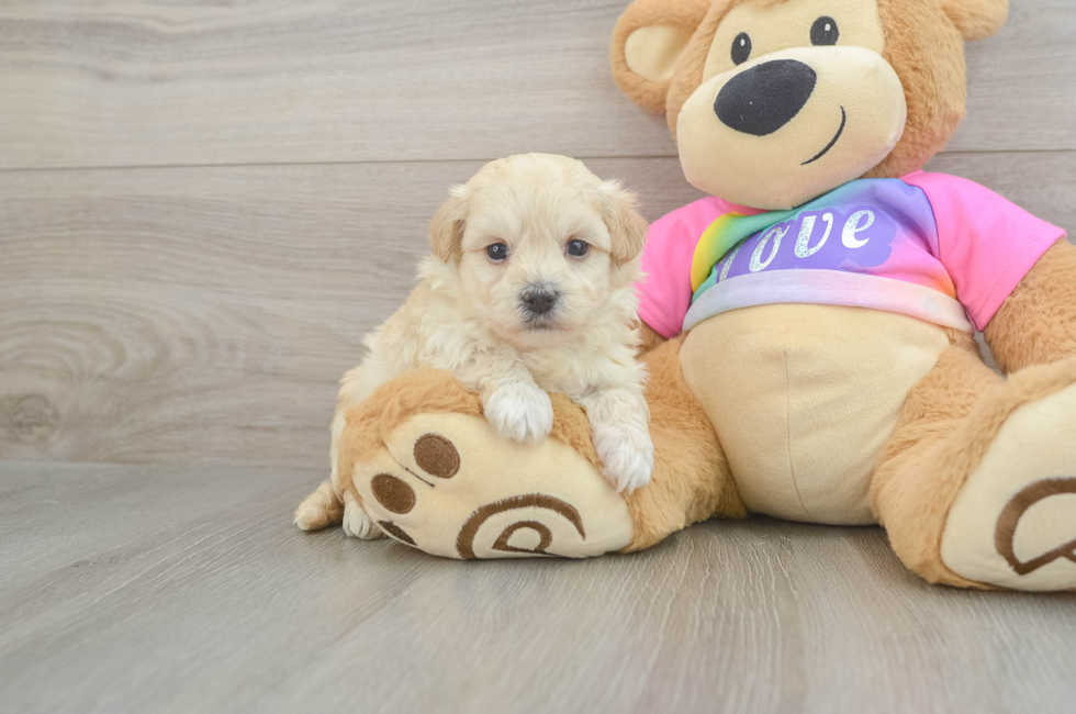 6 week old Maltipoo Puppy For Sale - Simply Southern Pups