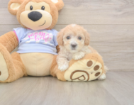 8 week old Maltipoo Puppy For Sale - Simply Southern Pups