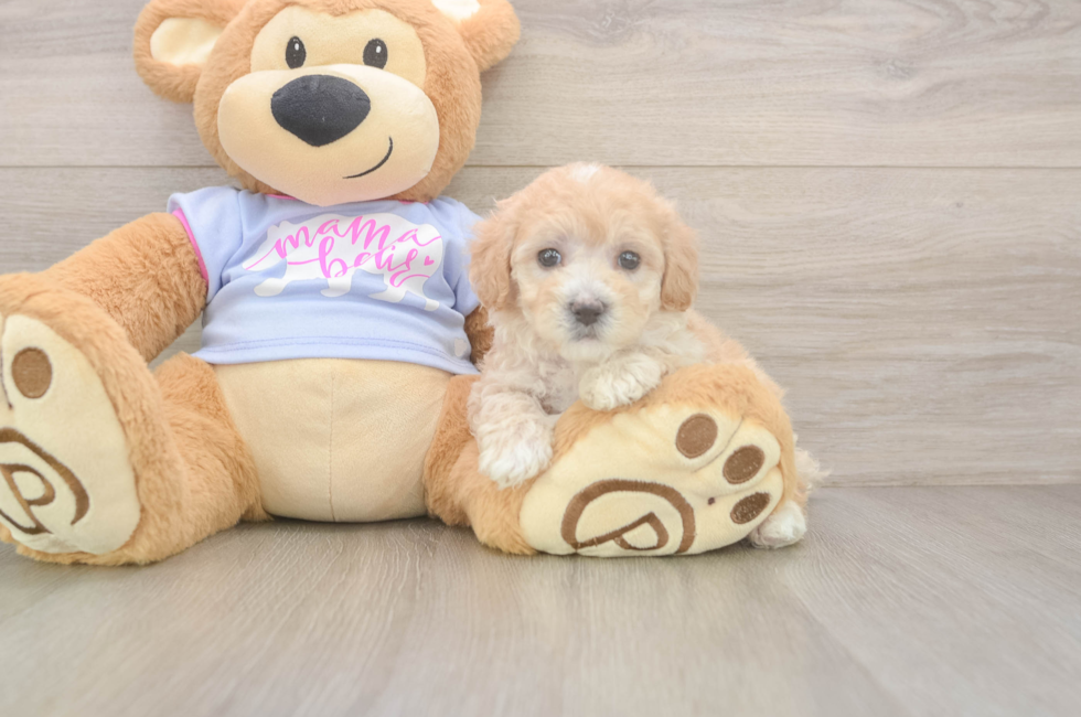 5 week old Maltipoo Puppy For Sale - Simply Southern Pups