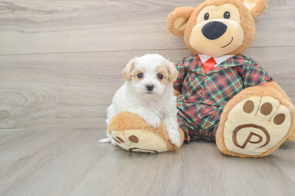 Maltipoo Puppy for Adoption