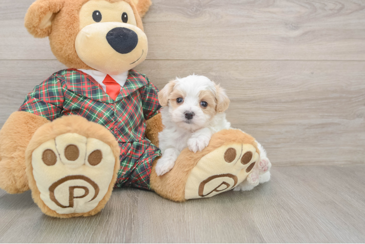 Petite Maltipoo Poodle Mix Pup