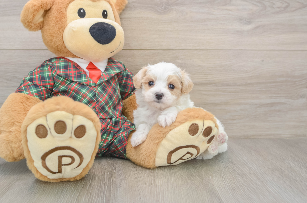 5 week old Maltipoo Puppy For Sale - Simply Southern Pups