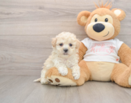 7 week old Maltipoo Puppy For Sale - Simply Southern Pups
