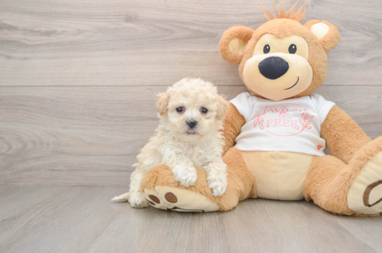 Maltipoo Pup Being Cute