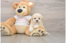 Popular Maltipoo Poodle Mix Pup
