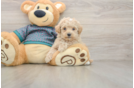 Maltipoo Pup Being Cute