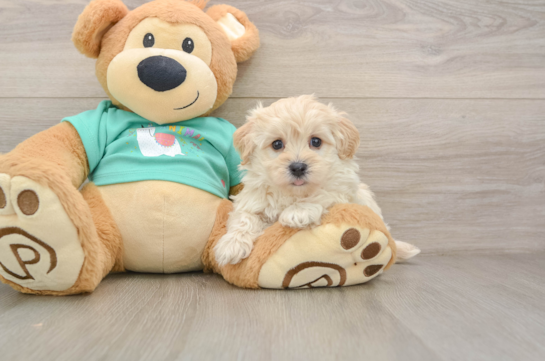 Best Maltipoo Baby